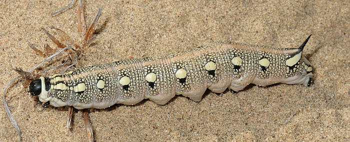 Final instar black-headed larva of Hyles svetlana, Kazakhstan. Photo: &copy; Dmitry Shovkoon.