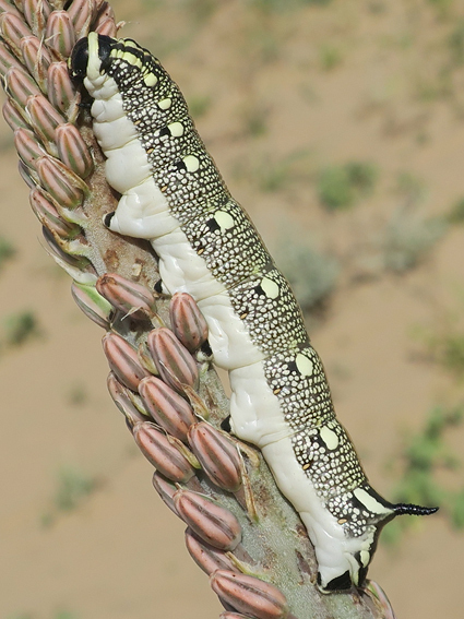 Final instar black-headed larva of Hyles svetlana on Eremurus inderiensis, Ili District, Almaty Region, Kazakhstan, 15.v.2024. Photo: &copy; Vyacheslav Ivonin and Yanina Ivonina.