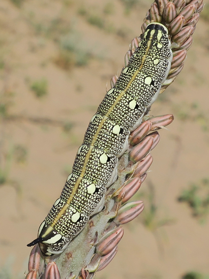 Final instar black-headed larva of Hyles svetlana on Eremurus inderiensis, Ili District, Almaty Region, Kazakhstan, 15.v.2024. Photo: &copy; Vyacheslav Ivonin and Yanina Ivonina.