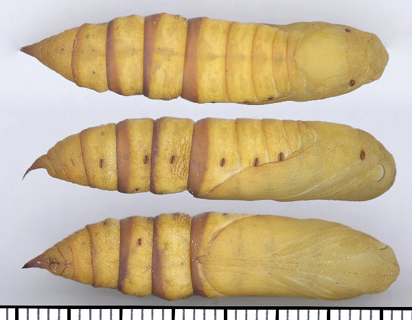 Pupae of Hyles svetlana, Kazakhstan. Photo: &copy; Dmitry Shovkoon.
