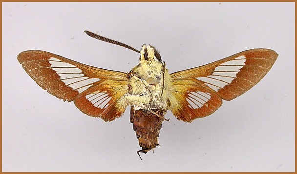 Adult male Hemaris syra (underside), Kahraman Maras, southern Turkey, 19.v.1928, 1000m. HOLOTYPE. Photo: &copy; Axel Hausmann, ZSM.