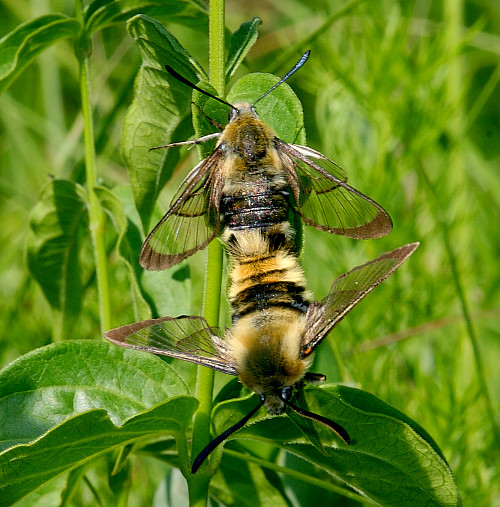 Pairing adults of Hemaris tityus, Hungary. Photo: &copy; Szabolcs Safian.