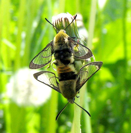 Pairing adults of Hemaris tityus, Joutseno, SE Finland. Photo: &copy; Jaakko Pohjoism&auml;ki.