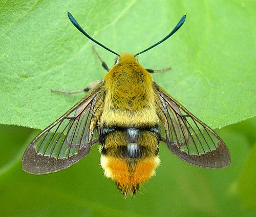 Adult of Hemaris tityus, Catalonia, Spain. Photo: &copy; Tony Pittaway.