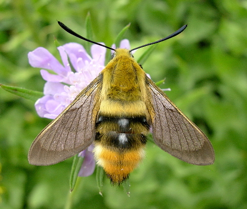 Adult of Hemaris tityus (pre-flight), Catalonia, Spain. Photo: &copy; Tony Pittaway.