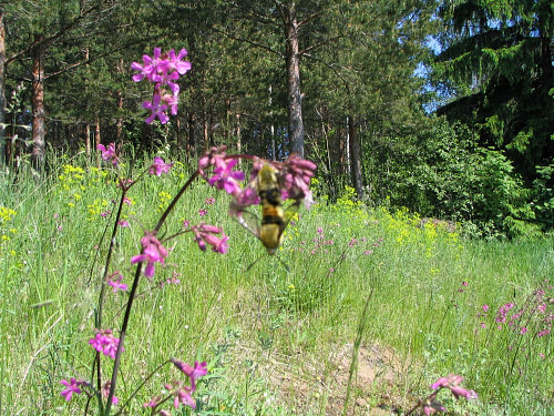 Typical habitat of Hemaris tityus, Joutseno, SE Finland. Photo: &copy; Jaakko Pohjoism&auml;ki.