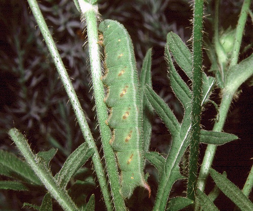 Full-grown green form larva of Hemaris tityus, Finland. Photo: &copy; Tony Pittaway