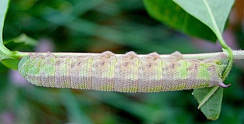 Heavily blotched full-grown green form larva of Hemaris tityus, Catalonia, Spain. Photo: &copy; Ben Trott.