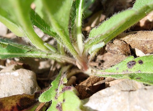 Young larvae of Hemaris tityus showing typical feeding damage, Catalonia, Spain. Photo: &copy; Ben Trott.