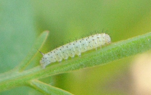First instar larva of Hemaris tityus, Catalonia, Spain. Photo: &copy; Ben Trott.