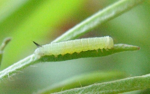 Second instar larva of Hemaris tityus, Catalonia, Spain. Photo: &copy; Ben Trott.
