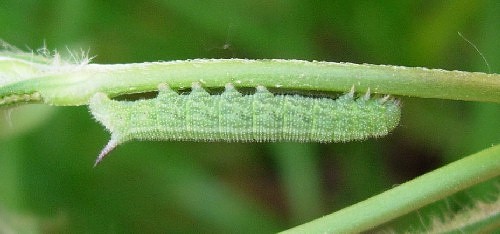 Third instar larva of Hemaris tityus, Catalonia, Spain. Photo: &copy; Ben Trott.