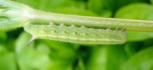 Fourth instar larva of Hemaris tityus, Catalonia, Spain. Photo: &copy; Ben Trott.