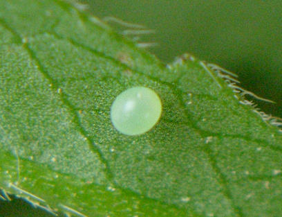 Egg of Hemaris tityus, Catalonia, Spain. Photo: &copy; Ben Trott.