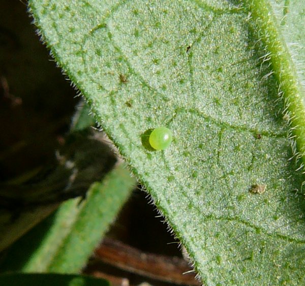 Egg of Hemaris tityus, Brest, Belarus, 26.v.2008. Photo: &copy; Serge Yevdoshenko.
