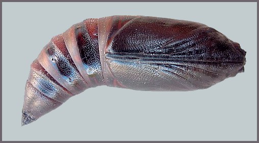 Pupa of Hemaris tityus (ventral view), Barcelona, Spain. Photo: &copy; Tony Pittaway.