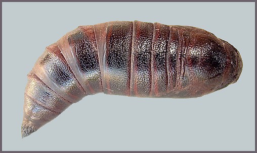 Pupa of Hemaris tityus (dorsal view), Barcelona, Spain. Photo: &copy; Tony Pittaway.