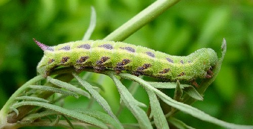 Final instar blotched green formlarva of Hemaris tityus, Catalonia, Spain. Photo: &copy; Ben Trott.