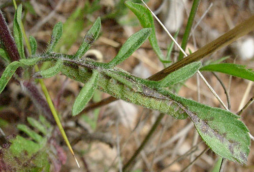 Final instar larva of Hemaris tityus at rest, Catalonia, Spain. Photo: &copy; Ben Trott.
