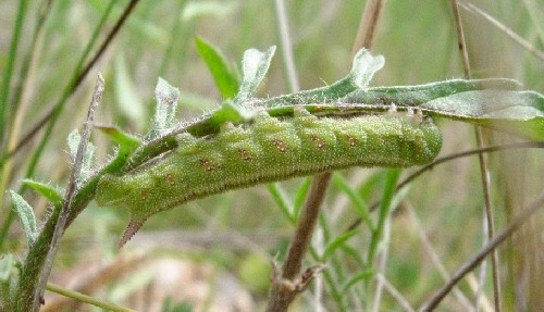 Final instar larva of Hemaris tityus at rest, Catalonia, Spain. Photo: &copy; Ben Trott.