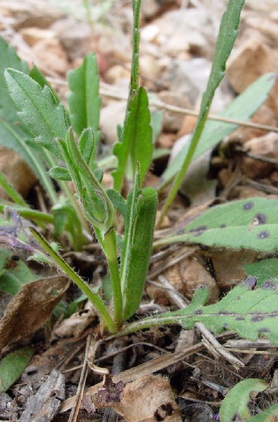 Final instar larva of Hemaris tityus at rest, Catalonia, Spain. Photo: &copy; Ben Trott.