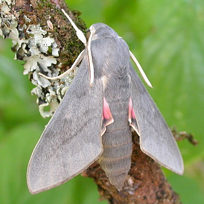 Male Hyles vespertilio, la Combe Chave, l'Alpes d'Huez, France. Photo: &copy; Jean Haxaire.