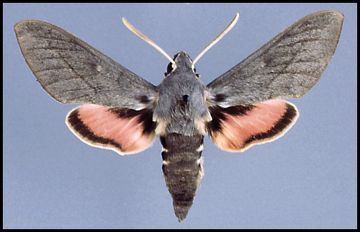 Male Hyles vespertilio, ex Villach, K&auml;rnten/Carinthia, Austria. Photo: &copy; Tony Pittaway.