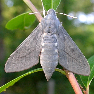 Female Hyles vespertilio, la Combe Chave, l'Alpes d'Huez, France. Photo: &copy; Jean Haxaire.