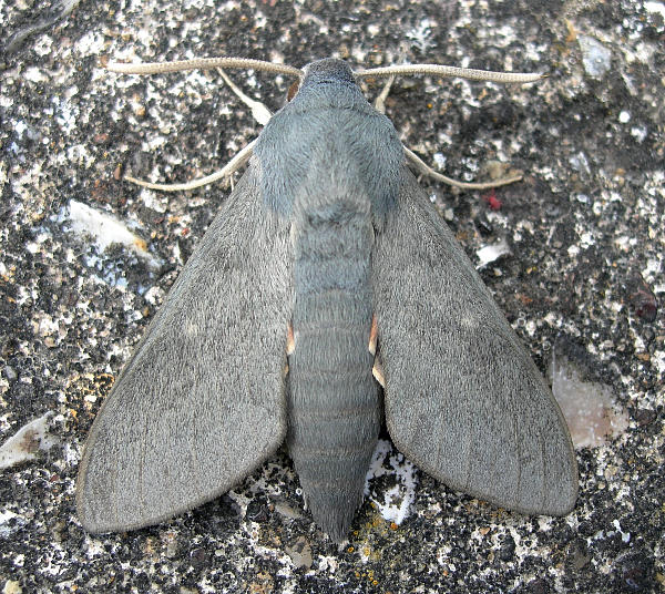 Male Hyles vespertilio, Trigrad Gorge, Bulgaria, ix.2009. Photo: &copy; Tony Pittaway.