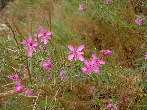 Main hostplant of Hyles vespertilio -- Epilobium dodonaei, Trigrad Gorge, Bulgaria, ix.2009. Photo: &copy; Tony Pittaway.