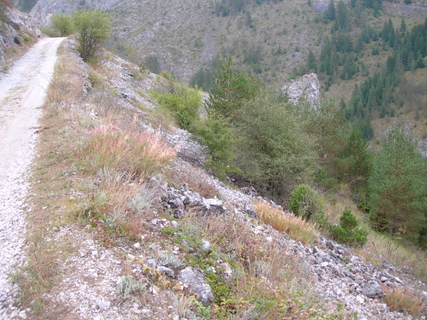 Typical habitat of Hyles vespertilio (close up), Trigrad Gorge, Bulgaria, ix.2009. Photo: &copy; Tony Pittaway.