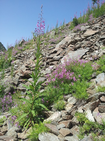 Typical habitat of Hyles vespertilio, l'Alpes d�Huez, France, 2000m. Photo: &copy; Jean Haxaire.