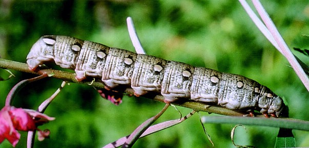 Full-grown larva of Hyles vespertilio, Villach, K&auml;rnten/Carinthia, Austria. Photo: &copy; Tony Pittaway.
