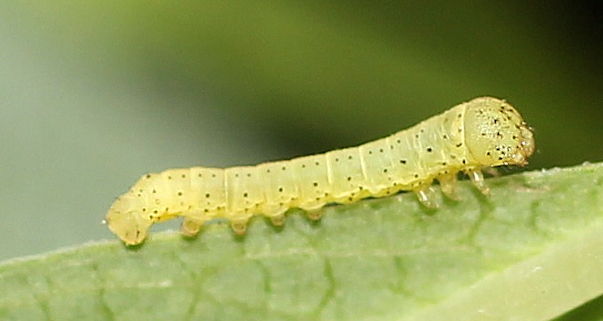 First instar larva of Hyles vespertilio. Photo: &copy; Stefan Wils.