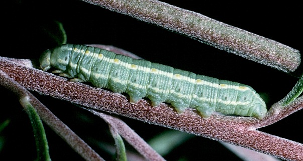 Third instar larva of Hyles vespertilio, Villach, K&auml;rnten/Carinthia, Austria. Photo: &copy; Tony Pittaway.