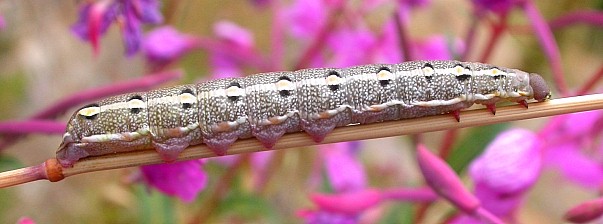 Full-grown larva of Hyles vespertilio, la Combe Chave, l'Alpes d'Huez, France. Photo: &copy; Jean Haxaire.