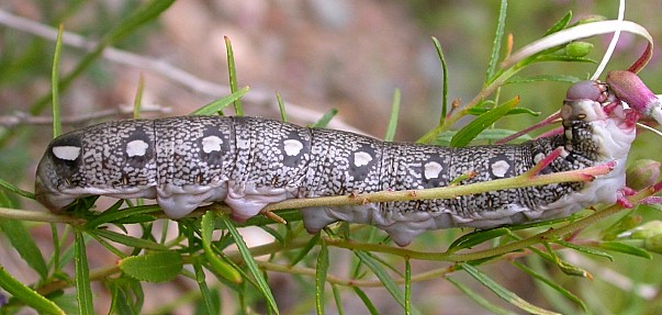 Full-grown larva of Hyles vespertilio, la Combe Chave, l'Alpes d'Huez, France. Photo: &copy; Jean Haxaire.