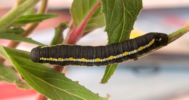 Freshly moulted fourth instar larva of Hyles vespertilio, Estoublons, l'Alpes de Hautes Provence, France, 8.vi.2012. Photo: &copy; Pascal R&eacute;gnier.