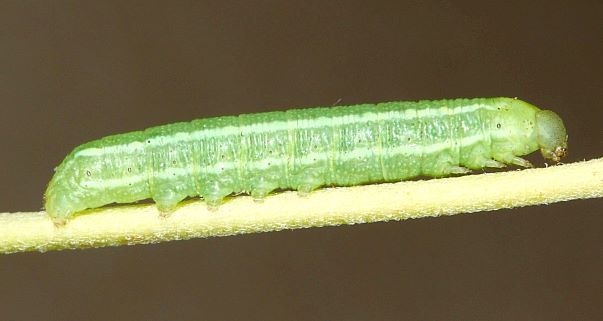 Second instar larva of Hyles vespertilio, l'Alpes d�Huez, France, 2000m. Photo: &copy; Jean Haxaire.