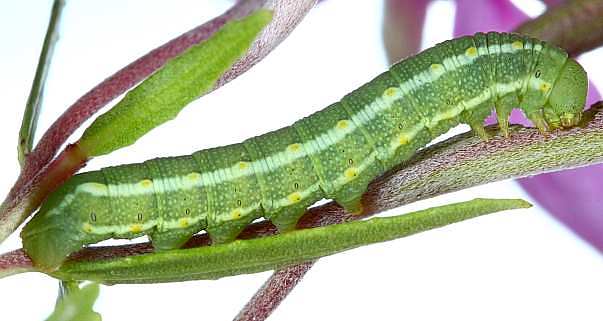 Third instar larva of Hyles vespertilio, l'Alpes d�Huez, France, 2000m. Photo: &copy; Jean Haxaire.