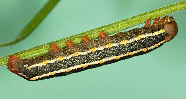 Early stage fourth instar larva of Hyles vespertilio, l'Alpes d�Huez, France, 2000m. Photo: &copy; Jean Haxaire.