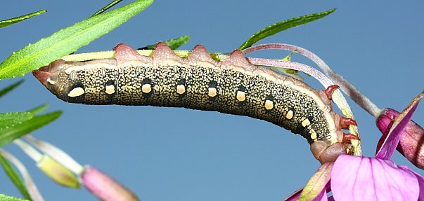 Part-grown final instar larva of Hyles vespertilio, l'Alpes d�Huez, France, 2000m. Photo: &copy; Jean Haxaire.