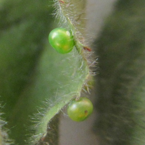 Mature eggs of Hyles vespertilio, Estoublons, l'Alpes de Hautes Provence, France, 8.vi.2012. Photo: &copy; Pascal R&eacute;gnier.