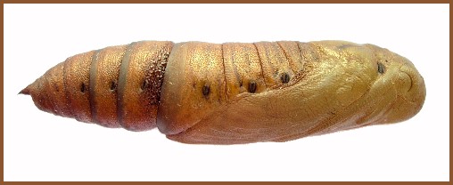 Mature pupa of Hyles vespertilio (lateral view), Trigrad Gorge, Bulgaria, ix.2009. Photo: &copy; Tony Pittaway.