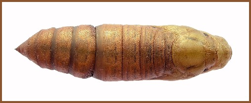 Mature pupa of Hyles vespertilio (dorsal view), Trigrad Gorge, Bulgaria, ix.2009. Photo: &copy; Tony Pittaway.