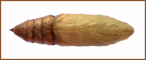 Mature pupa of Hyles vespertilio (ventral view), Trigrad Gorge, Bulgaria, ix.2009. Photo: &copy; Tony Pittaway.