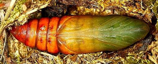 Fresh pupa of Hyles vespertilio, l'Alpes d�Huez, France, 2000m. Photo: &copy; Jean Haxaire.