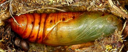 Fresh pupa of Hyles vespertilio, l'Alpes d�Huez, France, 2000m. Photo: &copy; Jean Haxaire.