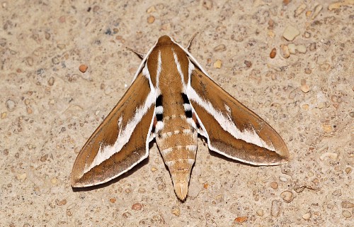 Adult Hyles zygophylli, Akkuduk, Ustyurt Plateau, SW Kazakstan, 16-17.V.2008. Photo: &copy; Pavel Gorbunov.