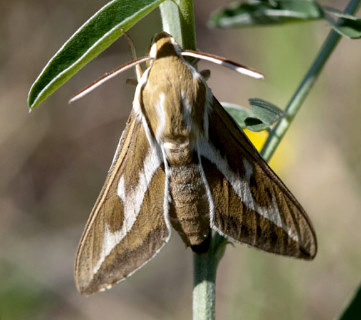 Male Hyles zygophylli, Bakanas, Ili river, SE Kazakhstan, 9-10.v.2013. Photo: &copy; Svyatoslav Knyazev.